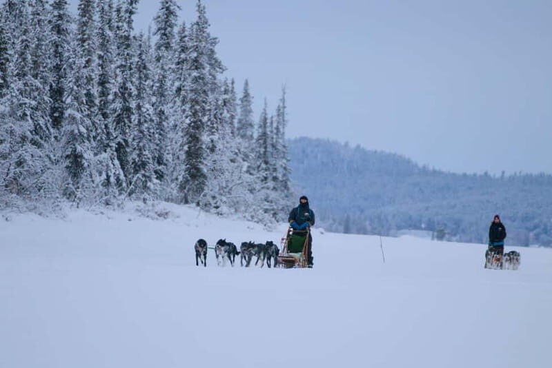 Kiruna: Husky Sled Ride with Traditional Lunch - Who Will Love This Tour?