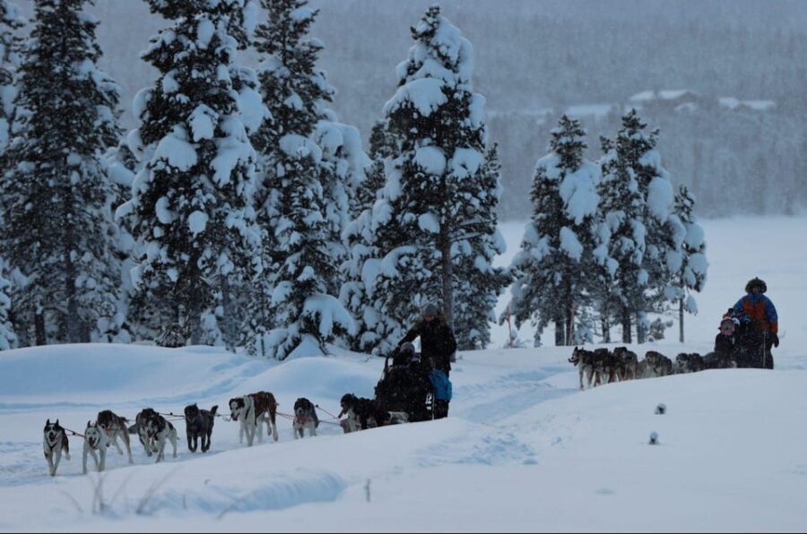 Kiruna: Morning Husky Sled Ride with Coffee Break - Practical Details and Value