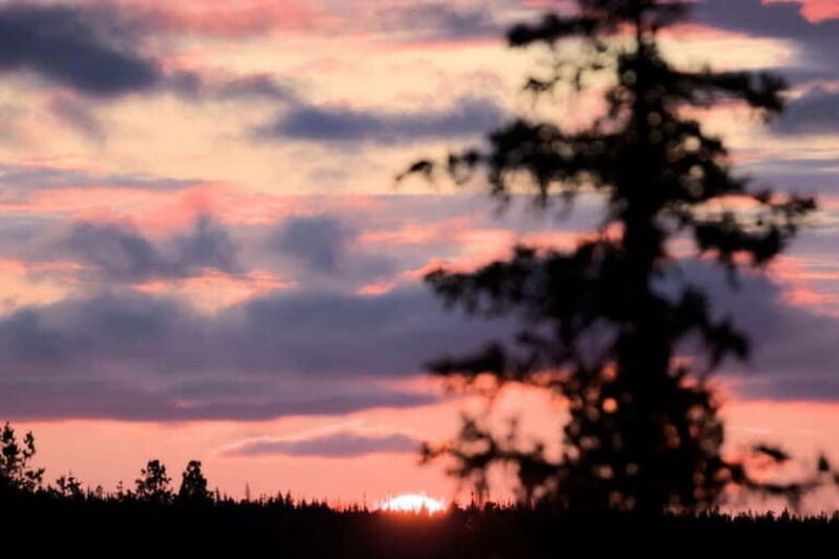 Kiruna: Northern Lights Dog Sled Tour with Swedish Fika - What’s Included and What’s Not