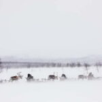 KIRUNA: Reindeer Sled Ride in the Countryside - Evaluating Value and Booking