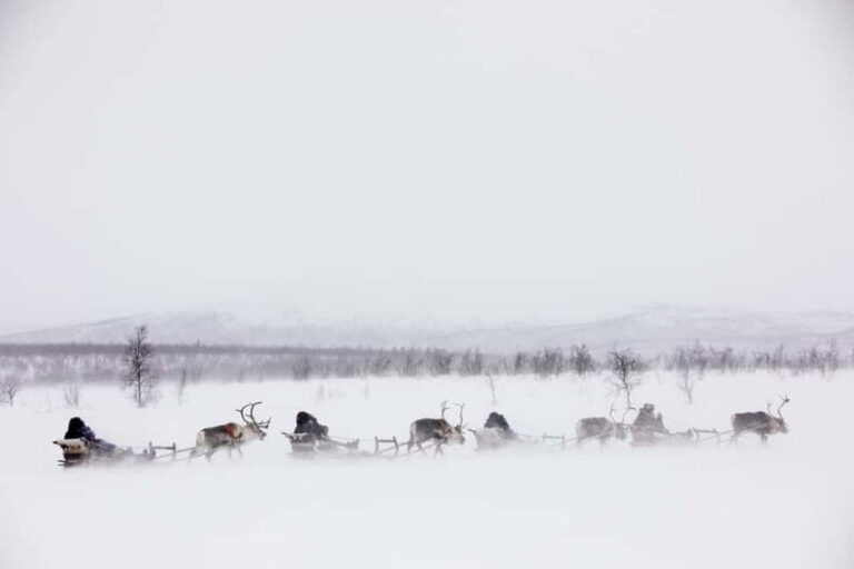 KIRUNA: Reindeer Sled Ride in the Countryside - Evaluating Value and Booking