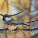 Kiruna: Wildlife and nature photography - The Itinerary: A Closer Look