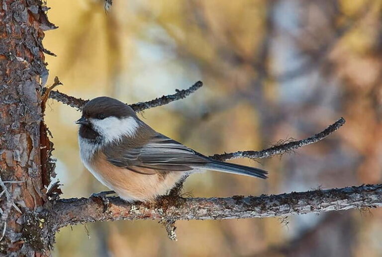 Kiruna: Wildlife and nature photography - The Itinerary: A Closer Look