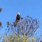 Kissimmee: 1 Hour Florida Everglades Pontoon Boat Tour - The Authenticity and Value