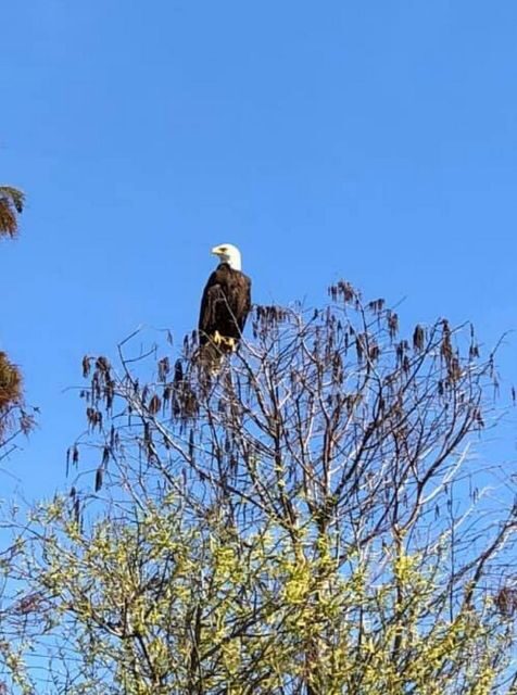 Kissimmee: 1 Hour Florida Everglades Pontoon Boat Tour