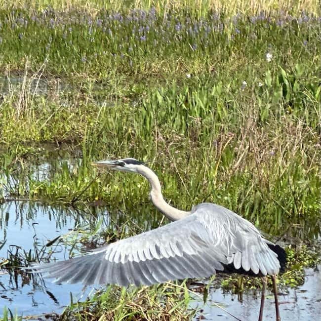 Kissimmee: Everglades Alligator and Wildlife Airboat Tour - The Value of a Short, Well-Executed Tour