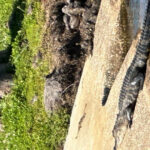 Kissimmee: Explore Lakefront Adventure on Electric Trike - Why This Tour Offers Great Value