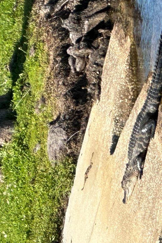 Kissimmee: Explore Lakefront Adventure on Electric Trike