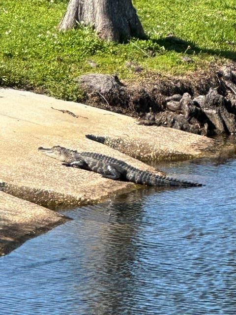 Kissimmee: Self-Guided Lakefront Tour on All Electric Bike - Final Thoughts