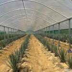 Kiwi Spirit Distillery Golden Bay - Visit New Zealand's only Tequila Farm! - The Authenticity of the Experience