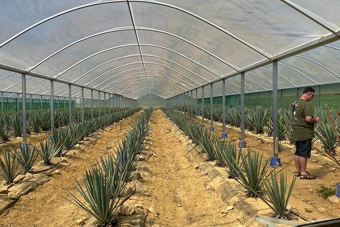 Kiwi Spirit Distillery Golden Bay - Visit New Zealand's only Tequila Farm! - The Authenticity of the Experience