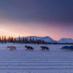 Knik: Winter Dog Sledding Tour - Final Thoughts
