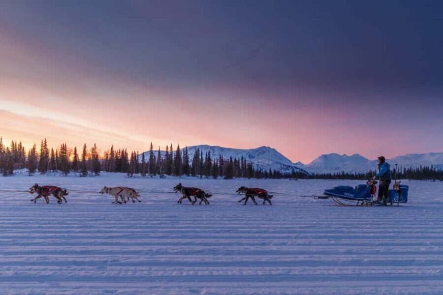 Knik: Winter Dog Sledding Tour - Final Thoughts