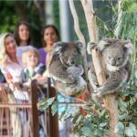 Koala Experience at Melbourne Zoo - excl. entry - FAQs