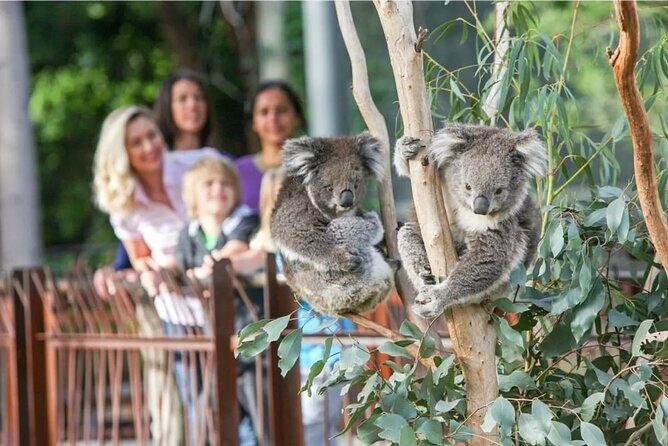 Koala Experience at Melbourne Zoo - excl. entry - FAQs