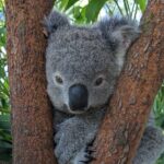 Koala & Kangaroos Experience, Waterfalls and Scenic Train Journey - Authentic Experiences: What Travelers Say