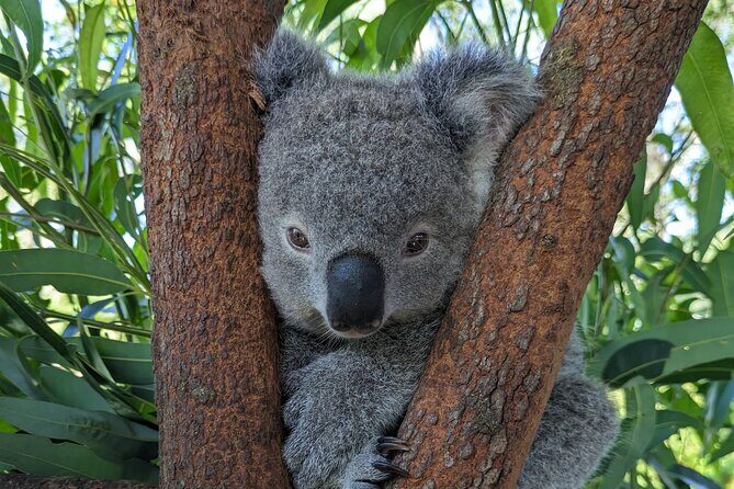 Koala & Kangaroos Experience, Waterfalls and Scenic Train Journey - Authentic Experiences: What Travelers Say
