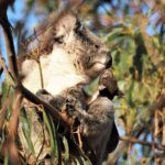 Koala Walking Tour in Kangaroo Island - Who Should Consider This Tour?