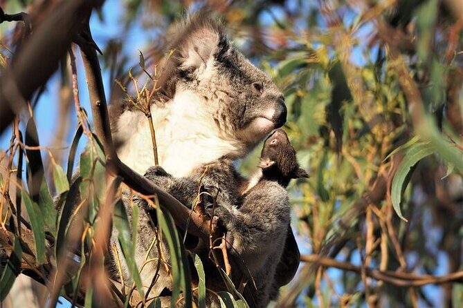 Koala Walking Tour in Kangaroo Island - Who Should Consider This Tour?