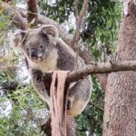 Koalas, Glow Worms & Kangaroos - Nature & Rainforest Walk - The Sum Up