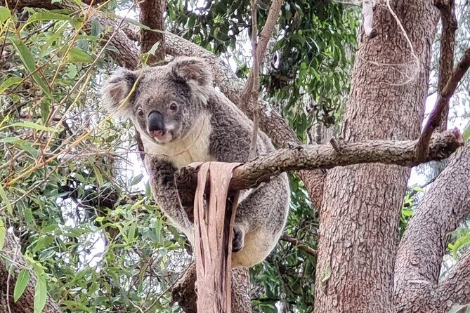 Koalas, Glow Worms & Kangaroos - Nature & Rainforest Walk - The Sum Up