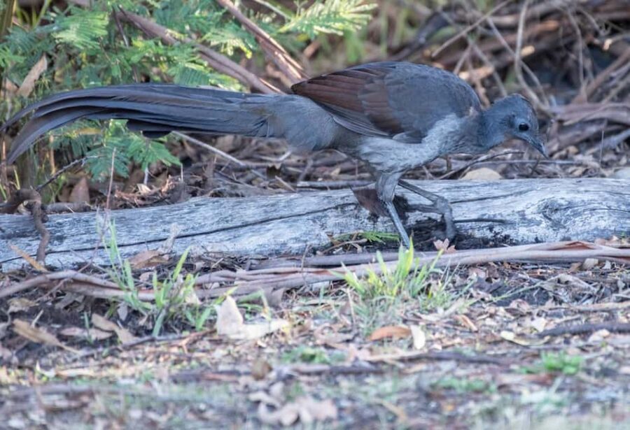 Koalas, Kangaroos and Lyrebirds - Why You Should Consider This Tour