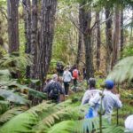 Kona Cloud Forest Sanctuary Pantropical Tour (1.5 hrs) - Final Thoughts: Is the Kona Cloud Forest Pantropical Tour Worth It?