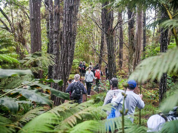 Kona Cloud Forest Sanctuary Pantropical Tour (1.5 hrs) - Final Thoughts: Is the Kona Cloud Forest Pantropical Tour Worth It?
