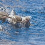 Kona Coastline Escape: Sail with Dolphins & Turtles on Honi Olani - Who Will Love This Trip?