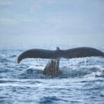 Kona Deluxe Catamaran Whale Watch - Who Should Consider This Tour?