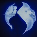 Kona Manta Night Snorkel Adventure: Swim with Majestic Rays - What to Expect at Each Step