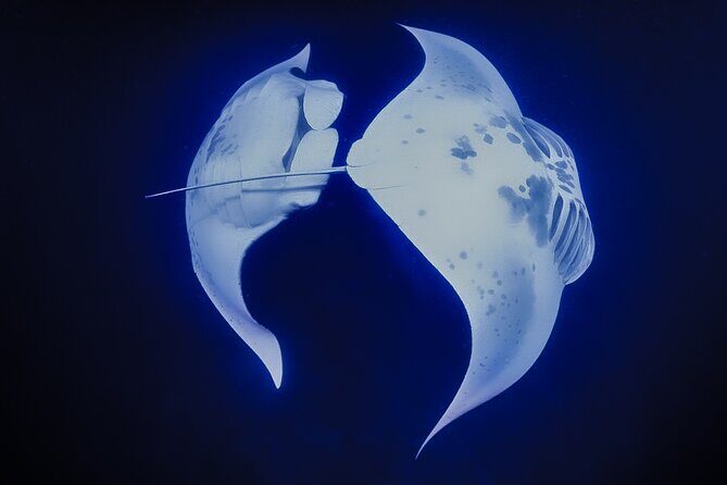 Kona Manta Night Snorkel Adventure: Swim with Majestic Rays - What to Expect at Each Step