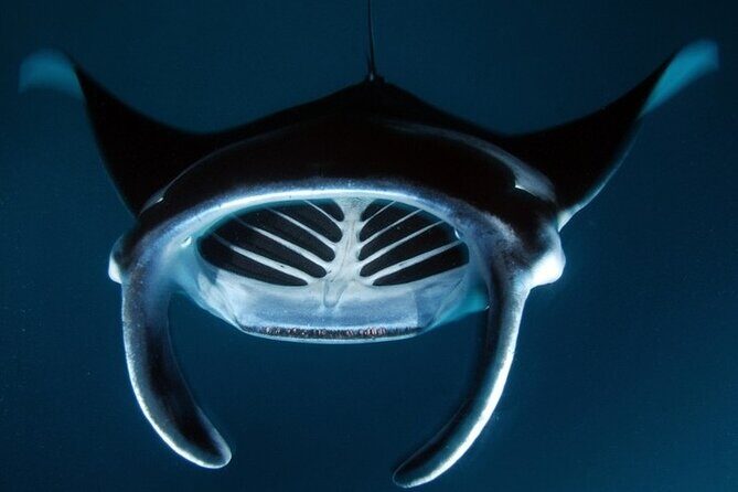Kona Manta Ray Night Snorkel Adventure! Small Group - FAQ
