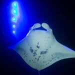 KONA Manta Ray Night Snorkel - FREE re-ride if no Sightings - Final Thoughts: Authentic, Exciting, and Educational