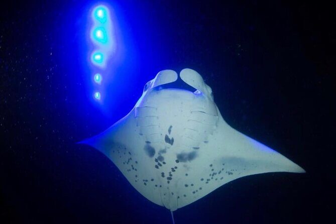KONA Manta Ray Night Snorkel - FREE re-ride if no Sightings - Final Thoughts: Authentic, Exciting, and Educational
