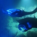 Kona Manta Rays Guaranteed Night Snorkel in Keauhou Harbor - What Makes This Tour Stand Out?