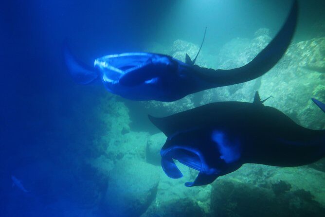 Kona Manta Rays Guaranteed Night Snorkel in Keauhou Harbor - What Makes This Tour Stand Out?