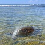 Kona Port: Private History & Farmer's Market Excursion - FAQ