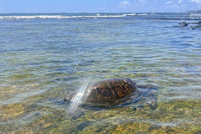 Kona Port: Private History & Farmer's Market Excursion - FAQ