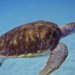 Kona Shore Excursion: Wild Dolphin Reefs Snorkel and Sea Caves - Reviews in Action