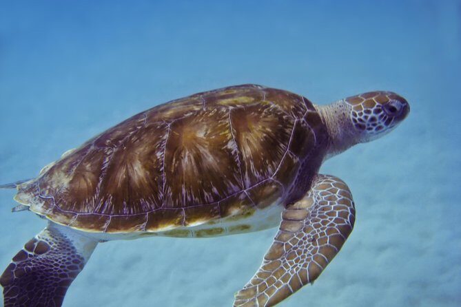 Kona Shore Excursion: Wild Dolphin Reefs Snorkel and Sea Caves - Reviews in Action