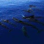 Kona Wild Dolphin, Sea Cave & Captain Cook Reef Snorkel Adventure - Who Will Enjoy This Tour?