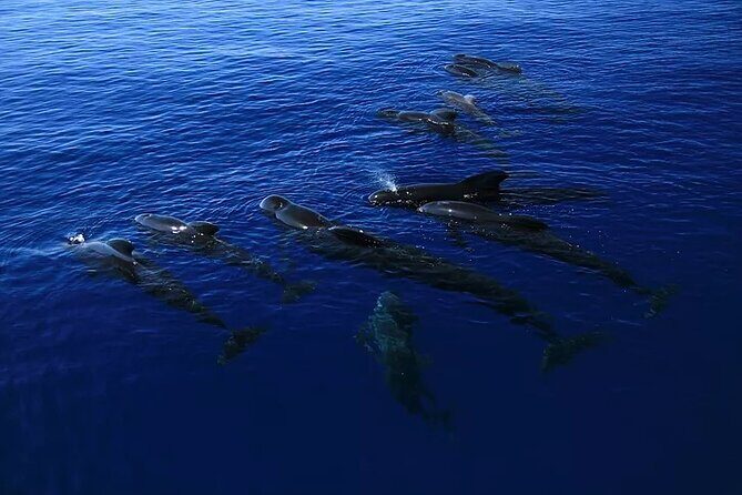 Kona Wild Dolphin, Sea Cave & Captain Cook Reef Snorkel Adventure - Who Will Enjoy This Tour?