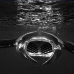 Kona's Magical Manta Ray Night Snorkel: Small-Group Eco-Tour - FAQs