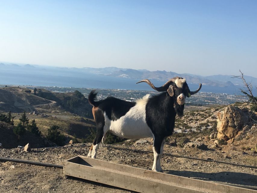 Kos: Full-Day Jeep Safari with Lunch - Why Choose This Jeep Safari?