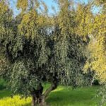 Kos Olive Oil Tasting & Farm Experience - A Closer Look at the Itinerary and Highlights