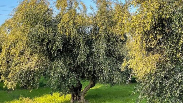 Kos Olive Oil Tasting & Farm Experience - A Closer Look at the Itinerary and Highlights