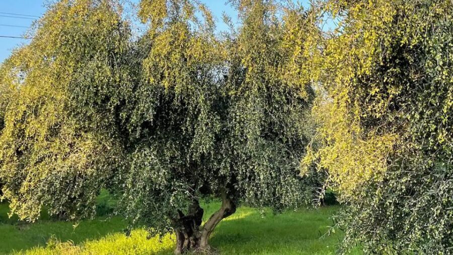 Kos Olive Oil Tasting & Farm Experience - A Closer Look at the Itinerary and Highlights