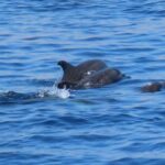 Kos Town: Glass-Bottom Boat Cruise with Swimming Stops - What’s Included and Practical Info