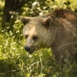 Kosovo: Bear Sanctuary Prishtina, (guided tour & shuttle) - An In-Depth Look at the Bear Sanctuary Prishtina Tour